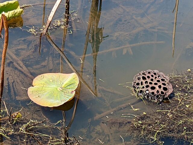 Kenilworth Aquatic Gardens in Northeast DC